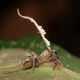 Illustration for article titled Parasites wage war against zombie-ant fungus